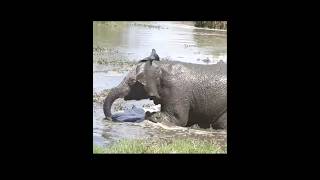 elephant corbetttour corbettelephant attackjimcorbett nationalparkBandhavgarh nationalpark [upl. by Hayila]