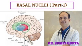 Basal Ganglia  Neuroanatomy  Part 13 [upl. by Veronika]