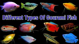 Different Types Of Gourami Fish [upl. by Immot149]