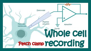 Wholecell patch clamp recording  How does Wholecell voltage clamp work  application [upl. by Fen652]