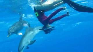 Swimming with Dolphins WCurrent World Record holder William Trubridge and Dolphin Expeditions [upl. by Jarrett]