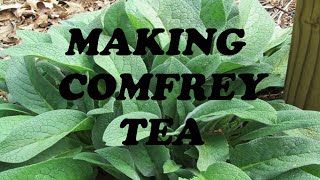 Making Comfrey Tea Fertilizer [upl. by Eladnwahs]