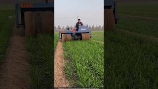 चीन वाले गेहूं की फसलों को रोलर से क्यों दबा रहे हैं 🙄 wheat crops [upl. by Kreda737]