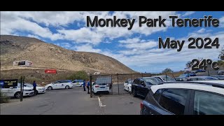 Visit to Monkey Park Tenerife  May 2024 [upl. by Ellecrad]