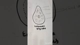 Entamoeba gingivalis। entamoeba diagram। shortvideo easydrawing BioDiagram। [upl. by Arymat935]