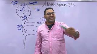 Autonomic Nervous System physiology 1 القصر العيني [upl. by Acinoev]