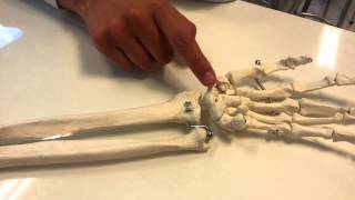 Tipos de articulaciones antebrazo carpo y mano [upl. by Ainesey]