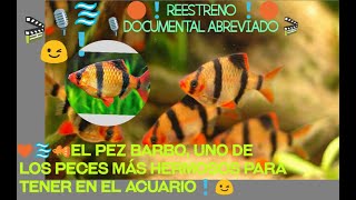 🔴🐠BARBO TIGRE BARBUS TETRAZONA 😉TODO LO QUE DEBES SABER DE ÉL 🐡 🎬REESTRENO 2021🎬 [upl. by Beera]