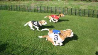 Beagle Racing Highlights 2008 [upl. by Richart]