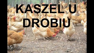 Odcinek 1082 CHOROBY KUR KASZEL U DROBIU PRZYCZYNY CZYM JEST JAK LECZYĆ PORADY [upl. by Oznole]