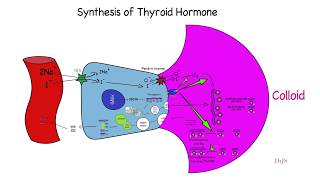 Quick review of thyroid hormone synthesis [upl. by Yesnyl803]