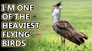 Kori Bustard facts they can fly if they want to  Animal Fact Files [upl. by Eusoj73]