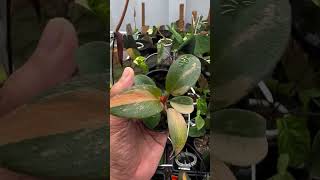 Philodendron Black Cardinal Varigata plants garden housplants [upl. by Hite]