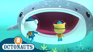 Octonauts  The Whale Shark  Full Episode 10  Cartoons for Kids  Underwater Sea Education [upl. by Osicran]