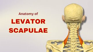 Levator Scapulae Muscle Anatomy  Extrinsic Back Muscle  Doctor Speaks [upl. by Johppa]