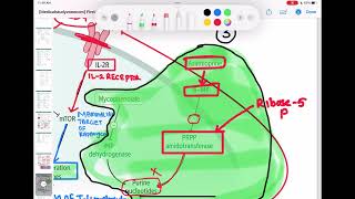 immunosuppressants immunology 63  First Aid USMLE Step 1 in UrduHindi [upl. by Siro519]