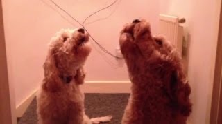 Cockapoo Dogs Singing On Command [upl. by Trant]