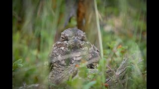 LelekCaprimulgus europaeusNightjar [upl. by Dwane]