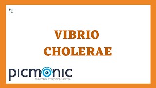 Vibrio cholerae Cholera Pathogenesis Symptoms Diagnosis and Treatment ft Picmonic [upl. by Napra378]