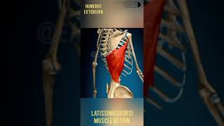 Humerus Extension ytshorts anatomy [upl. by Mohammed850]