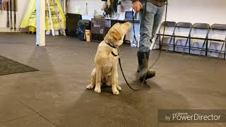 How to Use DogCare Dog Training Collar TC01 [upl. by Batholomew]