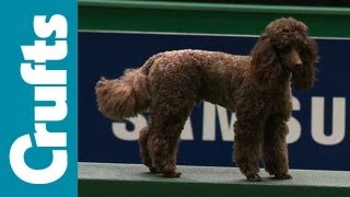 Agility  Team  Small Semi Final  Crufts 2012 [upl. by O'Toole956]