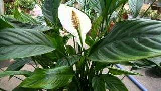 スパティフィラムの育て方 how to grow Spathiphyllum [upl. by Eahsan720]