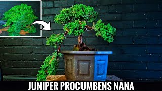 Juniper for Bonsai  Juniperus Procumbens Nana [upl. by Gaskins]