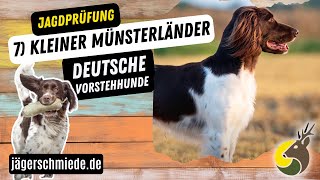 7 Kleiner Münsterländer Deutsche Vorstehhunde  💡 Wissen für deine Jagdprüfung [upl. by Faludi594]