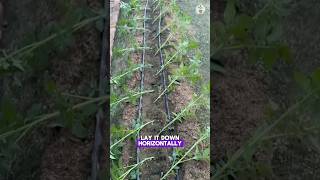 Best tips of Growing Tomato garden viralvideo agriculture farming fyp foryou viralshort [upl. by Kapoor]