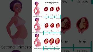 Pregnancy Trimesters in Weeks 😍🥰 embryo fetus share [upl. by Lenehc]