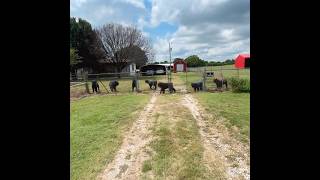 A bunch of bouvierdesflandres dog shorts shortsfeed doglover farmlife funnydogs [upl. by Alrep468]