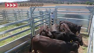 Cattle Forcing Yard  Arrowquips Bud Box Demo [upl. by Ern617]