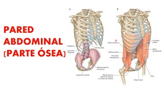 Columna Lumbar Vértebras Lumbares vértebras [upl. by Hars248]