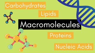 Beginners Guide to MACROMOLECULES [upl. by Riggs]