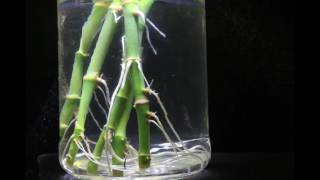 Lucky BambooDracaena Sanderiana water rooting time lapse [upl. by Adohr]