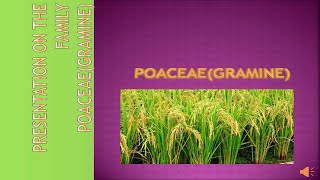 Poaceae Family Characteristics Gramineae [upl. by Dorothi814]