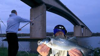 Estuary Bass Fishing On The River Orwell  Sea Fishing UK [upl. by Narret]