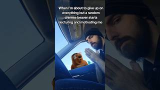 Chinese Beaver Motivations edoubledie chinesebeaver memes motivation [upl. by Rodney]