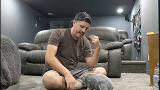 Smokey Training Series blue heeler puppy training Ep 1 sit down roll over touch etc [upl. by Ahsiekel]