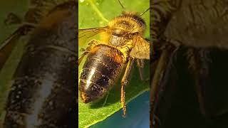 Honeybee Apis mellifera is Grooming Beekeeping in Ukraine Entomology Science [upl. by Cand386]