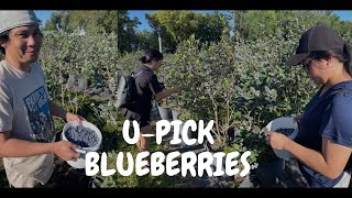 PICKING BLUEBERRIES AT LOCAL BLUEBERRY FARM  WISH FARM  CANDIE SAPP [upl. by Eannaj]