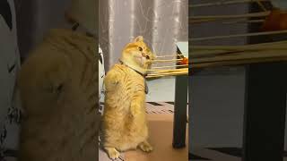 Is your kitten so greedy too cats fyp catsoftiktok catlover foryou cat viral cute love [upl. by Herrle]