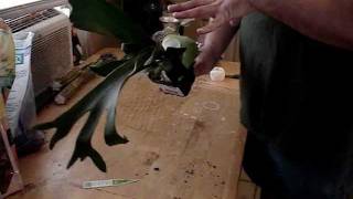 How to tree mount staghorn ferns [upl. by Kilan962]