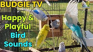 Budgie TV  Happy Active Playful Budgie Sounds Help your bird sing [upl. by Mori]