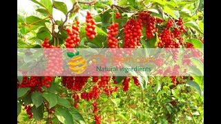 Schisandra extracts Schisandra chinensis B Schisandra lignanoidsbenefits production 2018 [upl. by Narad]