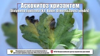 Аскохитоз хризантем Didymella ligulicola KF Baker DimockampDavis vonArx [upl. by Mansoor146]