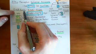 The PI3K  Akt  mTOR Pathway Part 2 [upl. by Busby]