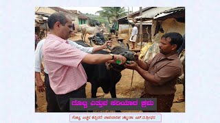 WRONG DRENCHING IN CATTLE LEADS TO DEATH ಪಶುಗಳಿಗೆ ಔಷಧಿಯನ್ನು ಸರಿಯಾಗಿ ಕುಡಿಸಿ ಗೊಟ್ಟ ತಪ್ಪಿದರೆ ಚಟ್ಟ [upl. by Landis482]