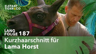 Lama Horst setzt neue Trends Langfolge 187  Elefant Tiger amp Co  ARD [upl. by Proud]